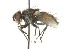  ( - CNC DIPTERA 104489)  @13 [ ] CreativeCommons - Attribution (2011) CNC/CBG Photography Group Centre for Biodiversity Genomics