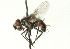  ( - CNC DIPTERA 104491)  @13 [ ] CreativeCommons - Attribution (2011) CNC/CBG Photography Group Centre for Biodiversity Genomics