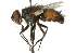  ( - CNC DIPTERA 104492)  @13 [ ] CreativeCommons - Attribution (2011) CNC/CBG Photography Group Centre for Biodiversity Genomics