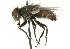  ( - CNC DIPTERA 104493)  @13 [ ] CreativeCommons - Attribution (2011) CNC/CBG Photography Group Centre for Biodiversity Genomics
