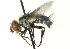  ( - CNC DIPTERA 104495)  @13 [ ] CreativeCommons - Attribution (2011) CNC/CBG Photography Group Centre for Biodiversity Genomics