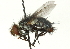  ( - CNC DIPTERA 104496)  @13 [ ] CreativeCommons - Attribution (2011) CNC/CBG Photography Group Centre for Biodiversity Genomics