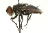  ( - CNC DIPTERA 104497)  @13 [ ] CreativeCommons - Attribution (2011) CNC/CBG Photography Group Centre for Biodiversity Genomics