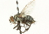  ( - CNC DIPTERA 104506)  @13 [ ] CreativeCommons - Attribution (2011) CNC/CBG Photography Group Centre for Biodiversity Genomics