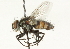  ( - CNC DIPTERA 104507)  @13 [ ] CreativeCommons - Attribution (2011) CNC/CBG Photography Group Centre for Biodiversity Genomics