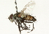  ( - CNC DIPTERA 104508)  @13 [ ] CreativeCommons - Attribution (2011) CNC/CBG Photography Group Centre for Biodiversity Genomics
