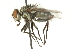  ( - CNC DIPTERA 104509)  @13 [ ] CreativeCommons - Attribution (2011) CNC/CBG Photography Group Centre for Biodiversity Genomics