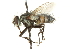  (Eucelatoria australis - CNC DIPTERA 104513)  @14 [ ] CreativeCommons - Attribution (2011) CNC/CBG Photography Group Centre for Biodiversity Genomics