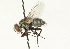  ( - CNC DIPTERA 104514)  @14 [ ] CreativeCommons - Attribution (2011) CNC/CBG Photography Group Centre for Biodiversity Genomics