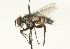  ( - CNC DIPTERA 104515)  @13 [ ] CreativeCommons - Attribution (2011) CNC/CBG Photography Group Centre for Biodiversity Genomics