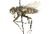  ( - CNC DIPTERA 104516)  @13 [ ] CreativeCommons - Attribution (2011) CNC/CBG Photography Group Centre for Biodiversity Genomics