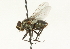  ( - CNC DIPTERA 104517)  @14 [ ] CreativeCommons - Attribution (2011) CNC/CBG Photography Group Centre for Biodiversity Genomics