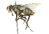  ( - CNC DIPTERA 104518)  @14 [ ] CreativeCommons - Attribution (2011) CNC/CBG Photography Group Centre for Biodiversity Genomics
