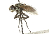  ( - CNC DIPTERA 104519)  @13 [ ] CreativeCommons - Attribution (2011) CNC/CBG Photography Group Centre for Biodiversity Genomics