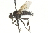  ( - CNC DIPTERA 104524)  @12 [ ] CreativeCommons - Attribution (2011) CNC/CBG Photography Group Centre for Biodiversity Genomics