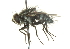  ( - CNC DIPTERA 104531)  @12 [ ] CreativeCommons - Attribution (2011) CNC/CBG Photography Group Centre for Biodiversity Genomics