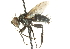  ( - CNC DIPTERA 104532)  @14 [ ] CreativeCommons - Attribution (2011) CNC/CBG Photography Group Centre for Biodiversity Genomics