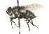  ( - CNC DIPTERA 104533)  @14 [ ] CreativeCommons - Attribution (2011) CNC/CBG Photography Group Centre for Biodiversity Genomics