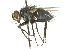  ( - CNC DIPTERA 104535)  @13 [ ] CreativeCommons - Attribution (2011) CNC/CBG Photography Group Centre for Biodiversity Genomics