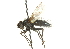  ( - CNC DIPTERA 104536)  @13 [ ] CreativeCommons - Attribution (2011) CNC/CBG Photography Group Centre for Biodiversity Genomics
