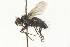  ( - CNC DIPTERA 104537)  @12 [ ] CreativeCommons - Attribution (2011) CNC/CBG Photography Group Centre for Biodiversity Genomics