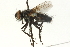  ( - CNC DIPTERA 104538)  @13 [ ] CreativeCommons - Attribution (2011) CNC/CBG Photography Group Centre for Biodiversity Genomics
