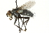  ( - CNC DIPTERA 104539)  @11 [ ] CreativeCommons - Attribution (2011) CNC/CBG Photography Group Centre for Biodiversity Genomics