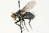  ( - CNC DIPTERA 104540)  @11 [ ] CreativeCommons - Attribution (2011) CNC/CBG Photography Group Centre for Biodiversity Genomics