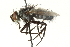  ( - CNC DIPTERA 104542)  @11 [ ] CreativeCommons - Attribution (2011) CNC/CBG Photography Group Centre for Biodiversity Genomics