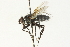  ( - CNC DIPTERA 104548)  @13 [ ] CreativeCommons - Attribution (2011) CNC/CBG Photography Group Centre for Biodiversity Genomics