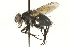  ( - CNC DIPTERA 104550)  @12 [ ] CreativeCommons - Attribution (2011) CNC/CBG Photography Group Centre for Biodiversity Genomics