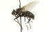  ( - CNC DIPTERA 104552)  @14 [ ] CreativeCommons - Attribution (2011) CNC/CBG Photography Group Centre for Biodiversity Genomics
