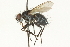  ( - CNC DIPTERA 104564)  @13 [ ] CreativeCommons - Attribution (2011) CNC/CBG Photography Group Centre for Biodiversity Genomics