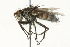  ( - CNC DIPTERA 104575)  @13 [ ] CreativeCommons - Attribution (2011) CNC/CBG Photography Group Centre for Biodiversity Genomics