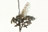  ( - CNC DIPTERA 104577)  @12 [ ] CreativeCommons - Attribution (2011) CNC/CBG Photography Group Centre for Biodiversity Genomics