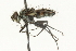  ( - CNC DIPTERA 104578)  @14 [ ] CreativeCommons - Attribution (2011) CNC/CBG Photography Group Centre for Biodiversity Genomics