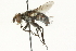  ( - CNC DIPTERA 104587)  @12 [ ] CreativeCommons - Attribution (2011) CNC/CBG Photography Group Centre for Biodiversity Genomics