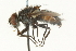 ( - CNC DIPTERA 104589)  @13 [ ] CreativeCommons - Attribution (2011) CNC/CBG Photography Group Centre for Biodiversity Genomics