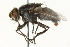  ( - CNC DIPTERA 104590)  @14 [ ] CreativeCommons - Attribution (2011) CNC/CBG Photography Group Centre for Biodiversity Genomics