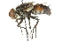 ( - CNC DIPTERA 104592)  @14 [ ] CreativeCommons - Attribution (2011) CNC/CBG Photography Group Centre for Biodiversity Genomics