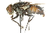  ( - CNC DIPTERA 104593)  @14 [ ] CreativeCommons - Attribution (2011) CNC/CBG Photography Group Centre for Biodiversity Genomics