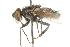  ( - CNC DIPTERA 104601)  @11 [ ] CreativeCommons - Attribution (2011) CNC/CBG Photography Group Centre for Biodiversity Genomics
