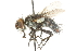  ( - CNC DIPTERA 104603)  @11 [ ] CreativeCommons - Attribution (2011) CNC/CBG Photography Group Centre for Biodiversity Genomics