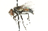  (Hemisturmia parva - CNC DIPTERA 104613)  @13 [ ] CreativeCommons - Attribution (2011) CNC/CBG Photography Group Centre for Biodiversity Genomics