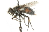  (Patelloa pluriseriata - CNC DIPTERA 104620)  @14 [ ] CreativeCommons - Attribution (2011) CNC/CBG Photography Group Centre for Biodiversity Genomics