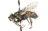  ( - CNC DIPTERA 104621)  @13 [ ] CreativeCommons - Attribution (2011) CNC/CBG Photography Group Centre for Biodiversity Genomics