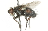  ( - CNC DIPTERA 104622)  @13 [ ] CreativeCommons - Attribution (2011) CNC/CBG Photography Group Centre for Biodiversity Genomics