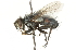  ( - CNC DIPTERA 104623)  @14 [ ] CreativeCommons - Attribution (2011) CNC/CBG Photography Group Centre for Biodiversity Genomics