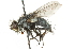  ( - CNC DIPTERA 104624)  @13 [ ] CreativeCommons - Attribution (2011) CNC/CBG Photography Group Centre for Biodiversity Genomics