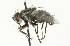  ( - CNC DIPTERA 104647)  @13 [ ] CreativeCommons - Attribution (2011) CNC/CBG Photography Group Centre for Biodiversity Genomics
